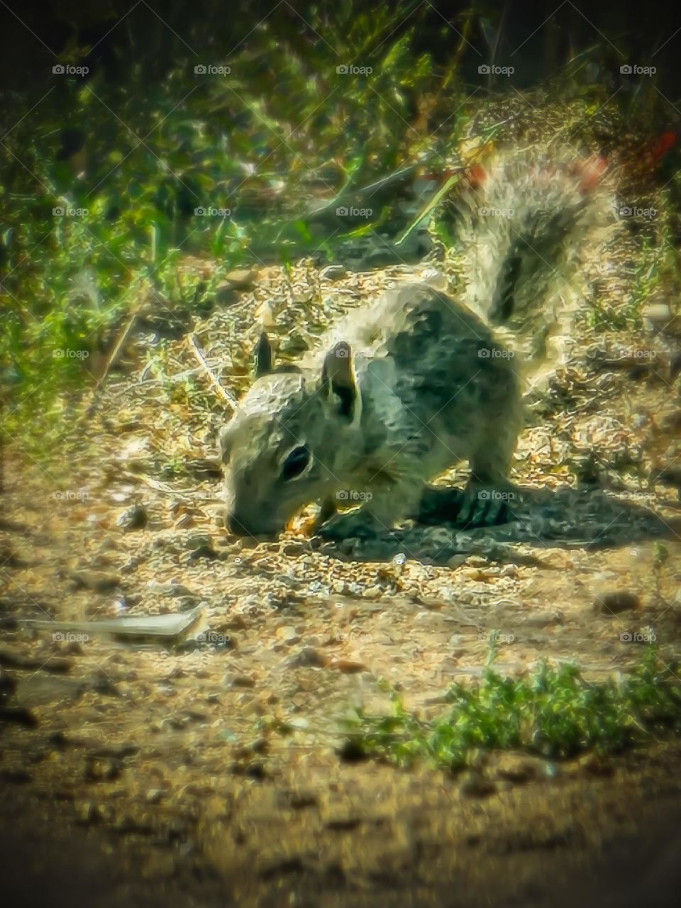 Desert squirrel
