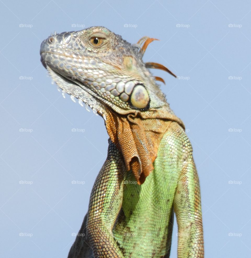 green iguana posing on roof with blue sky background and orange dewlap