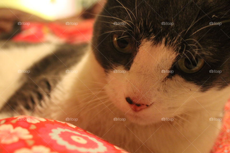 My grey and white cat Sal loves to play and is very mischievous. Only problem is that he likes to bite when he plays!