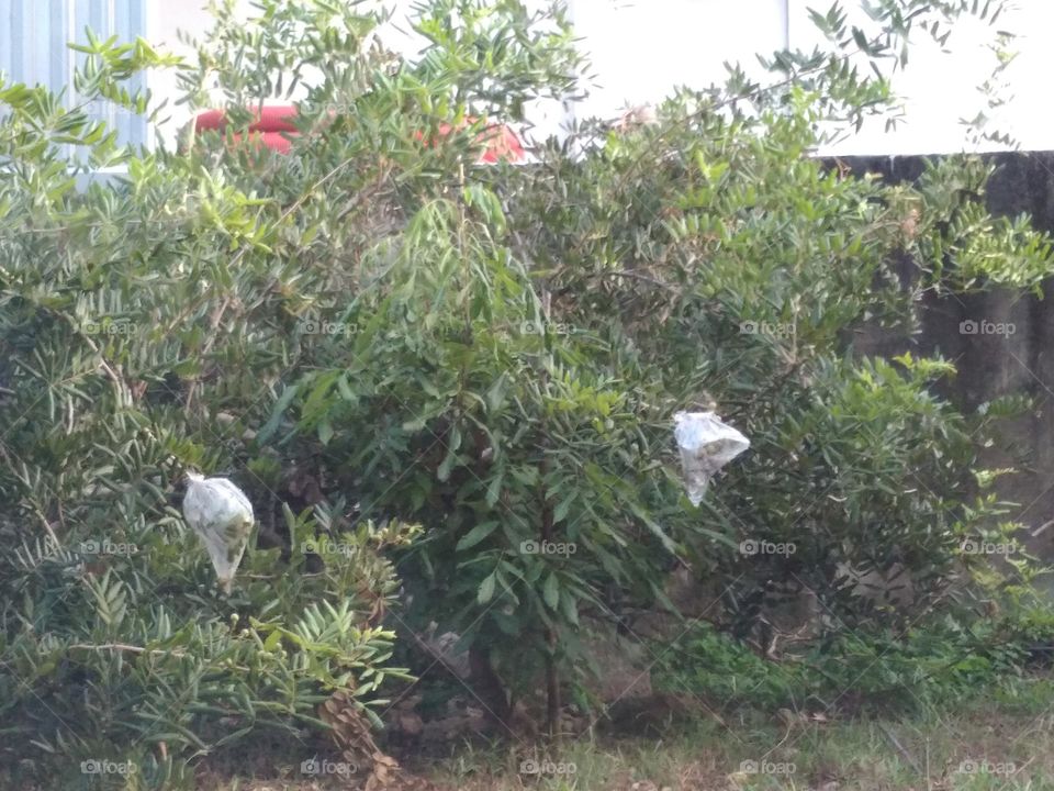 Longan Tree