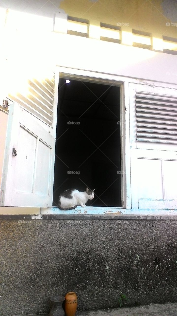 Cat and window 🌝🍬