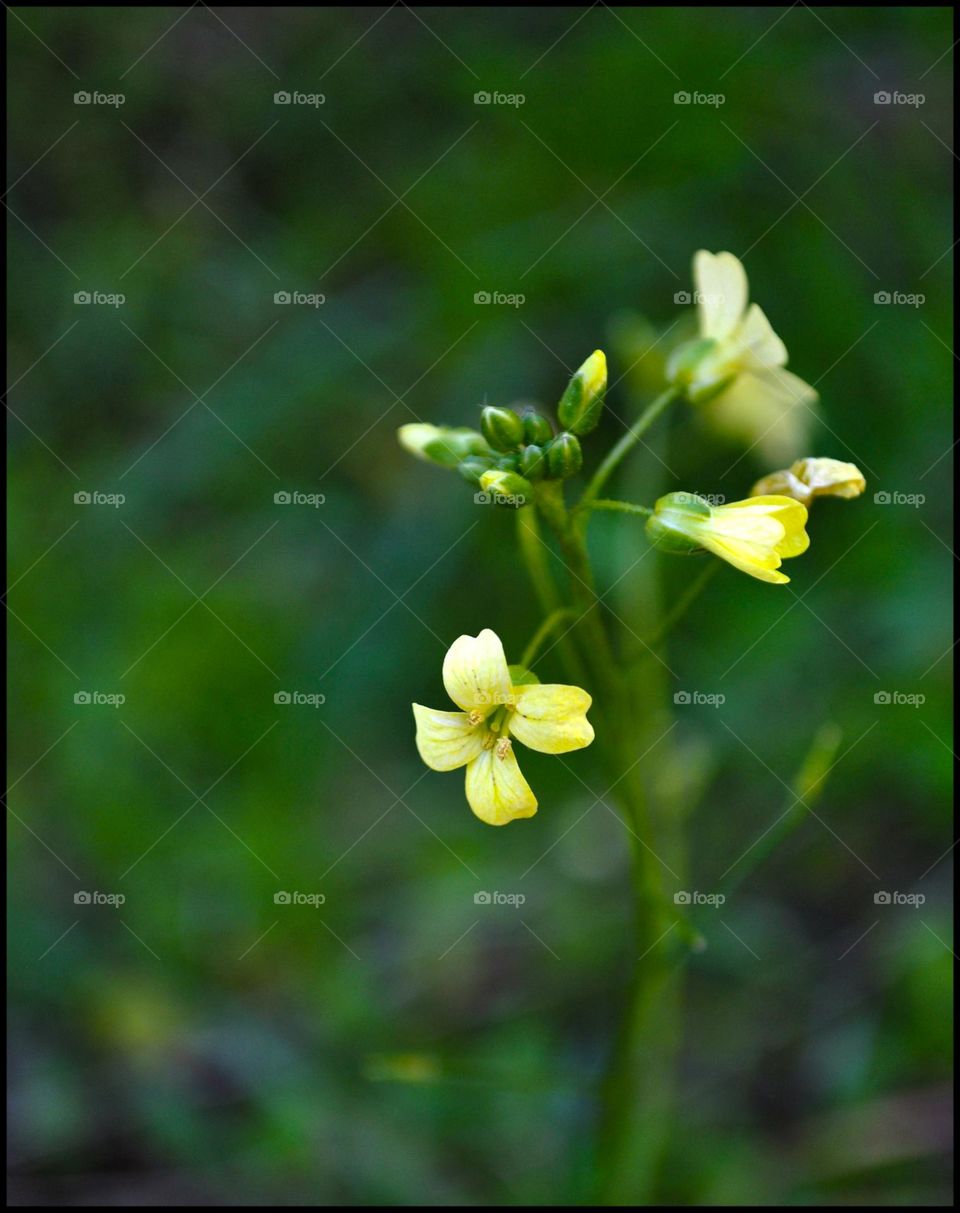 Wild flowers blooming in nature close up background summer feeling traveling with friends amazing wildlife beautiful life