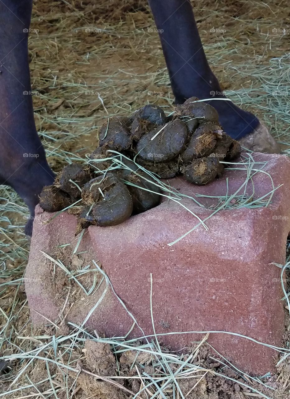 Who Pooped on the Salt Lick?