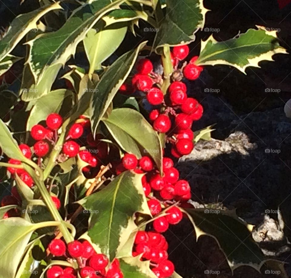 Red berries at the sun 
