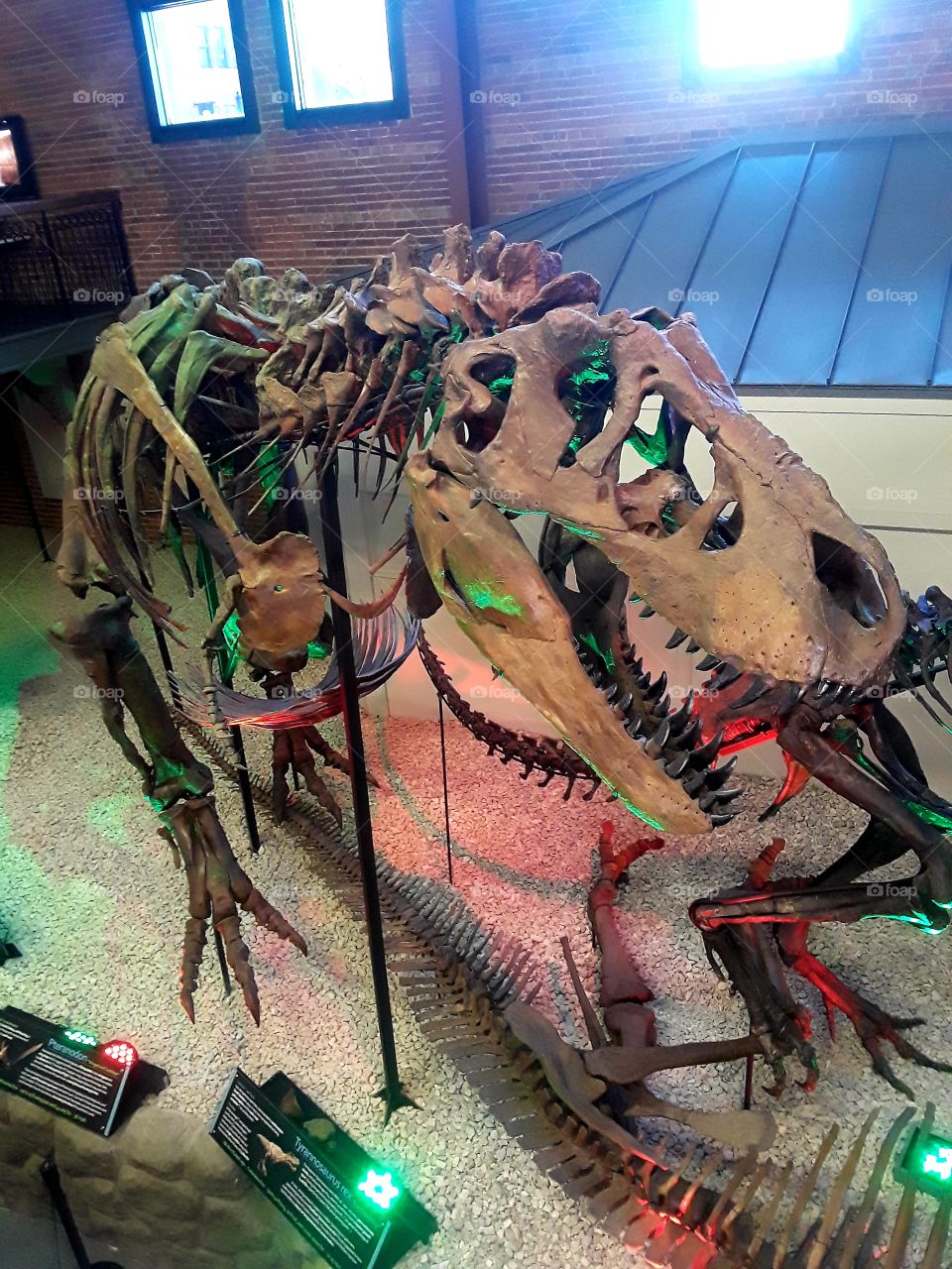 Dinosaur Trex Bones Skeleton