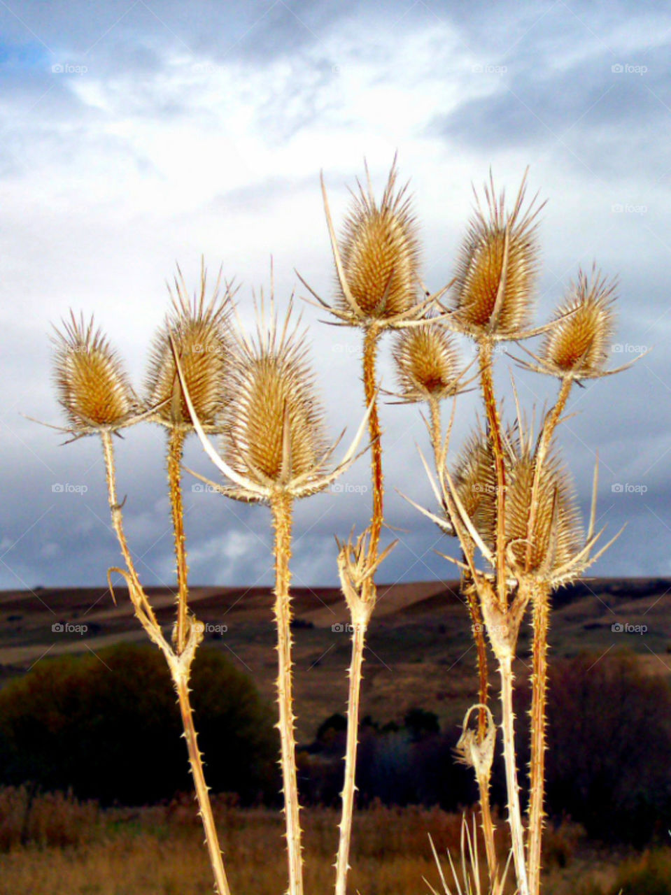 Golden Thorns