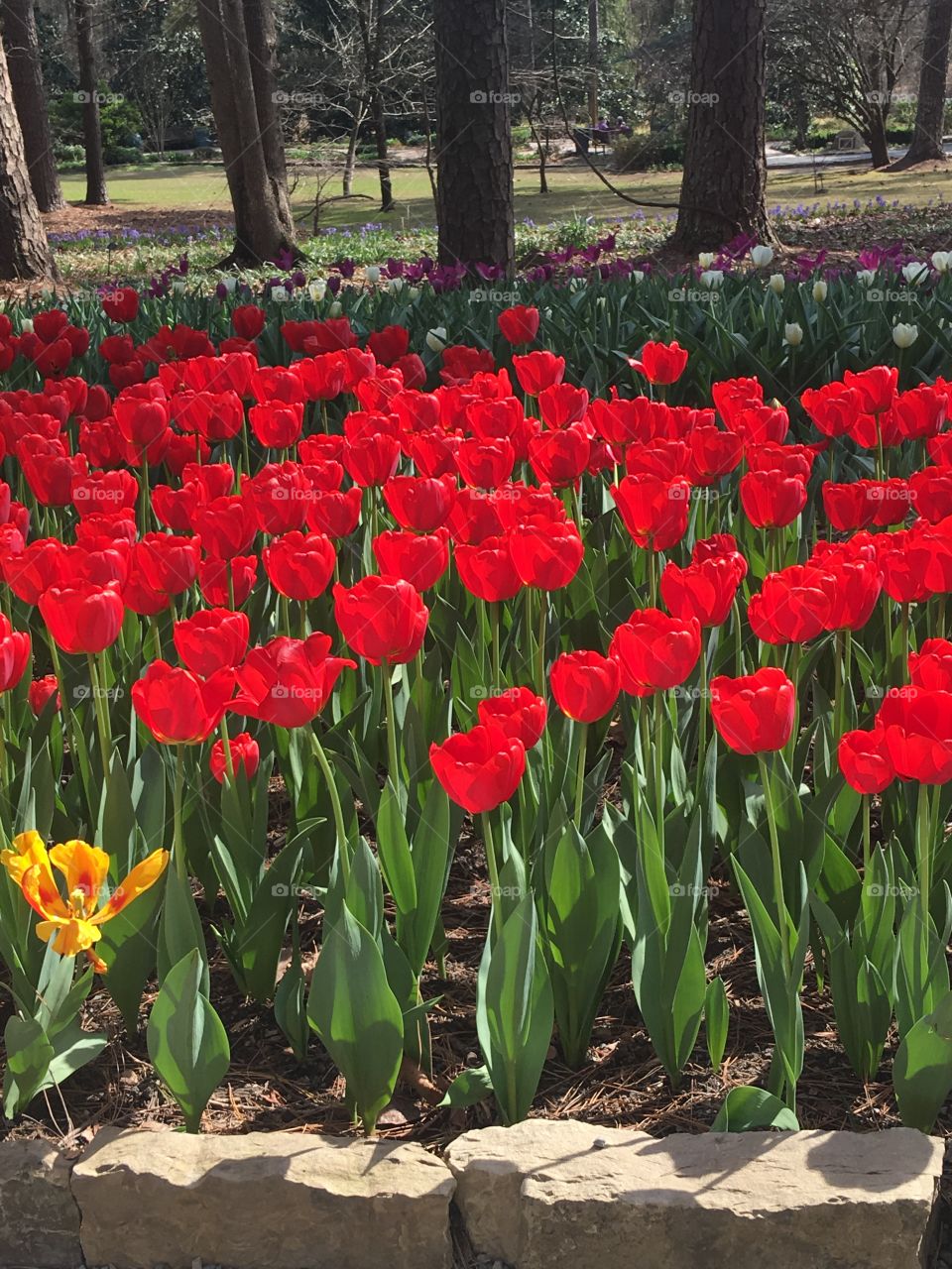 Beautiful Day at Garvan Gardens