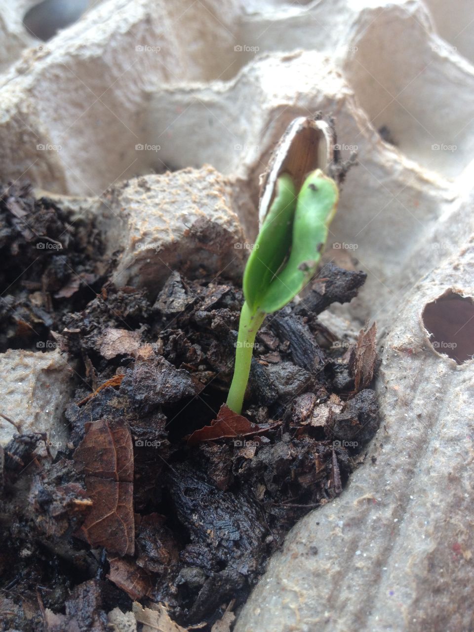 Sumflower seed growing up