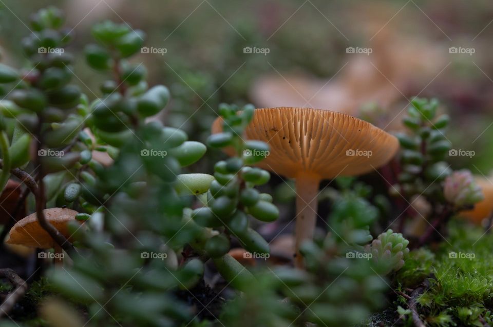 Mushroom among succulents.