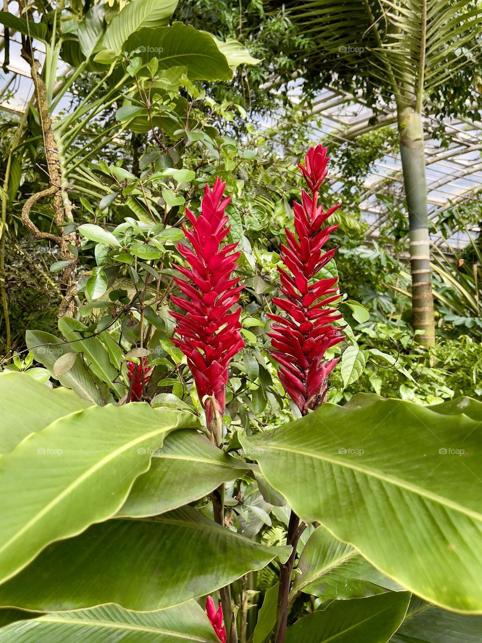 Beautiful red tropical flowers 