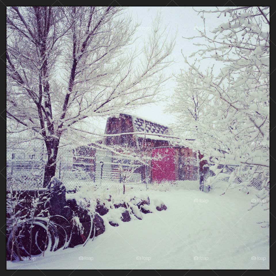 Snowy Barn. Old barn in a snowstorm