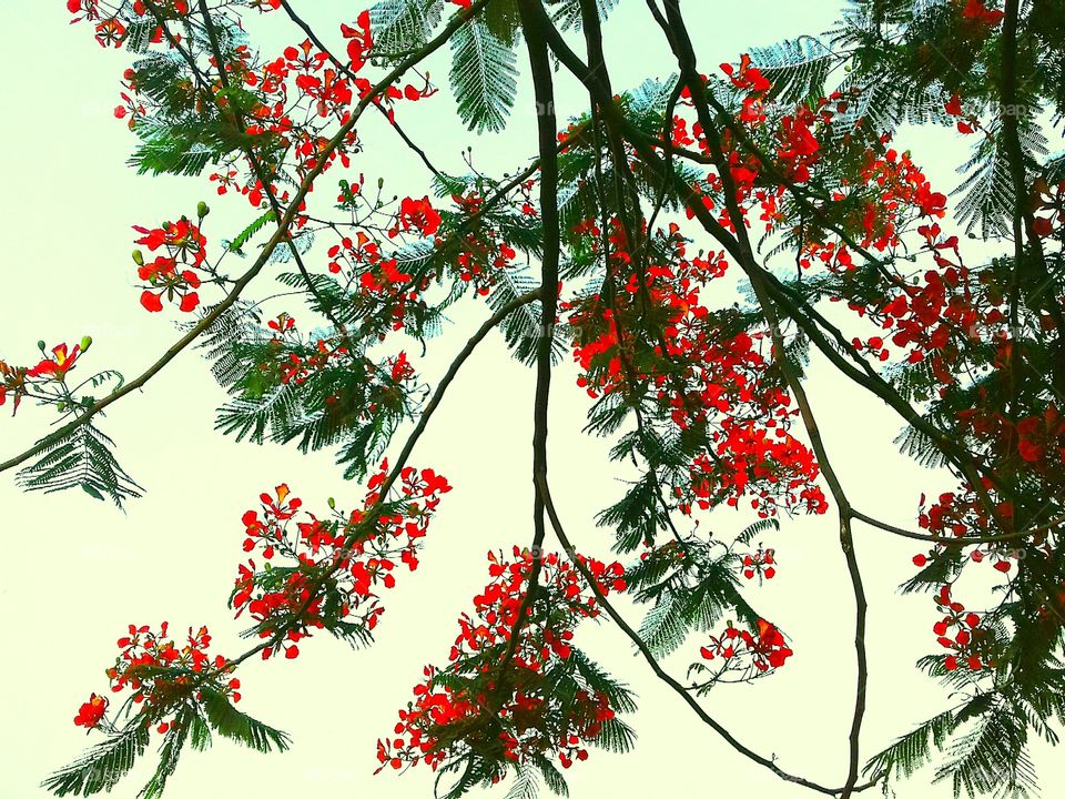 Royal poinciana flowers