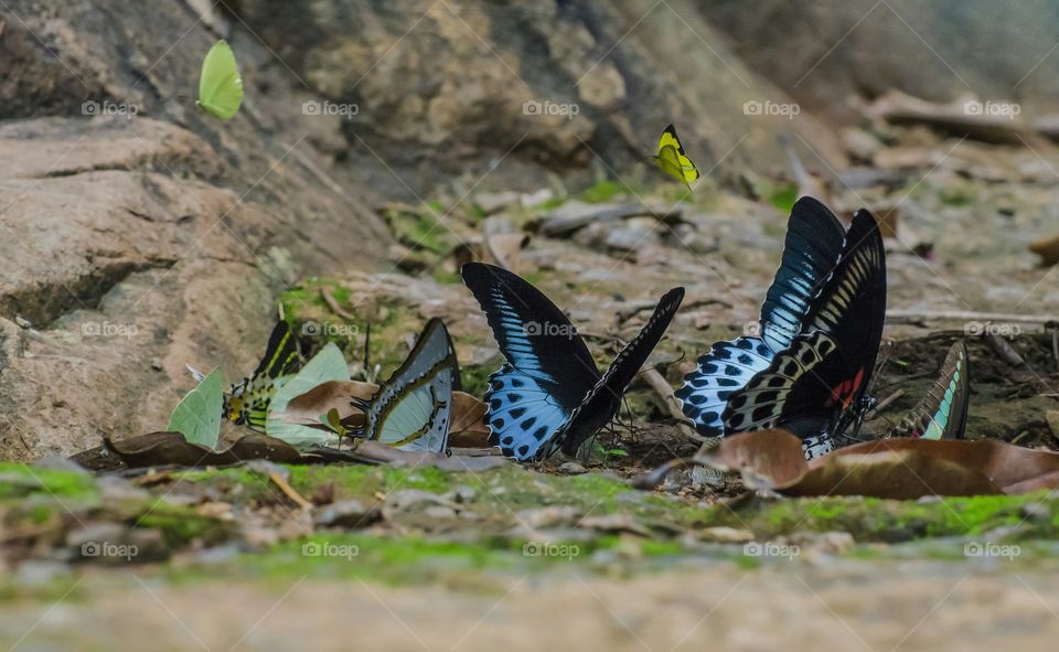 colourful butterflies