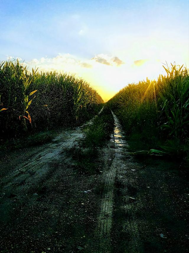 rainingsun