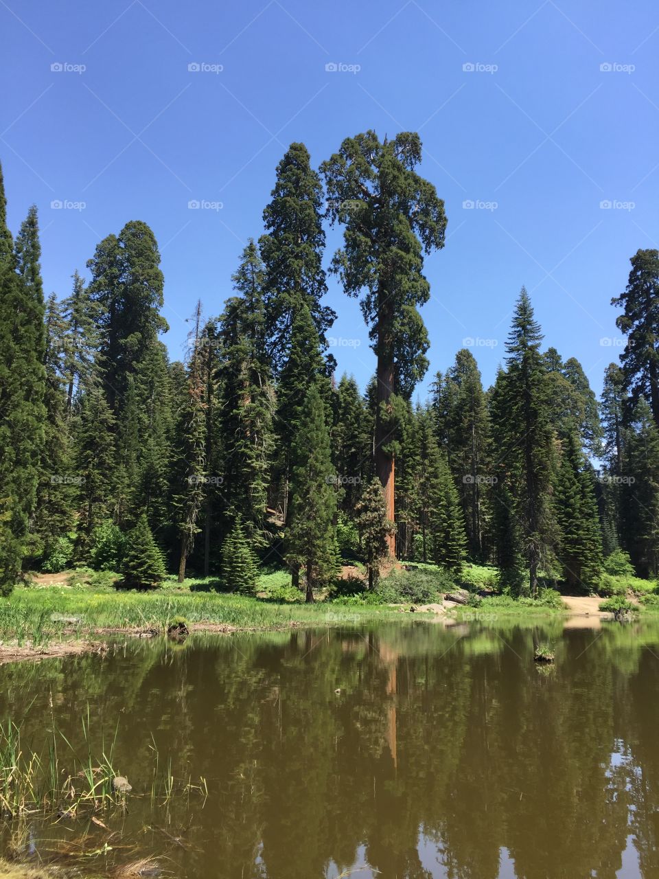 Peaceful giants sequoias trees