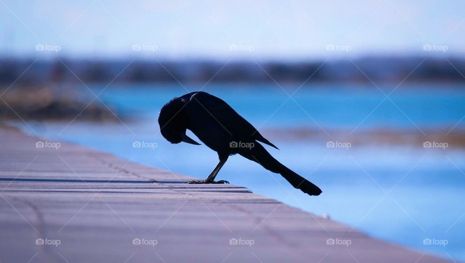 Black bird by the bay, Wildwood, New Jersey