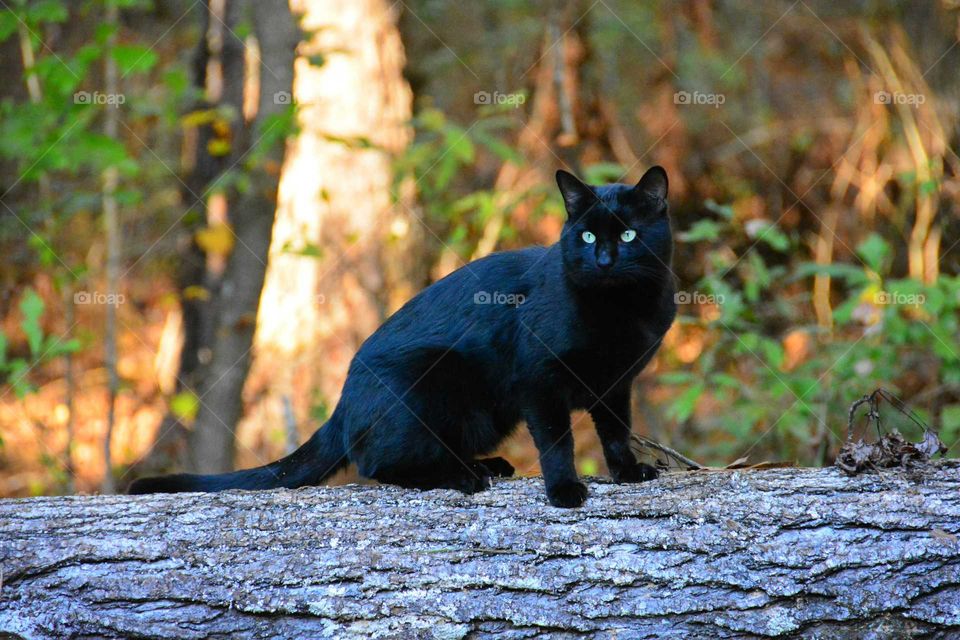 Black cat outdoors on a log earth tones background