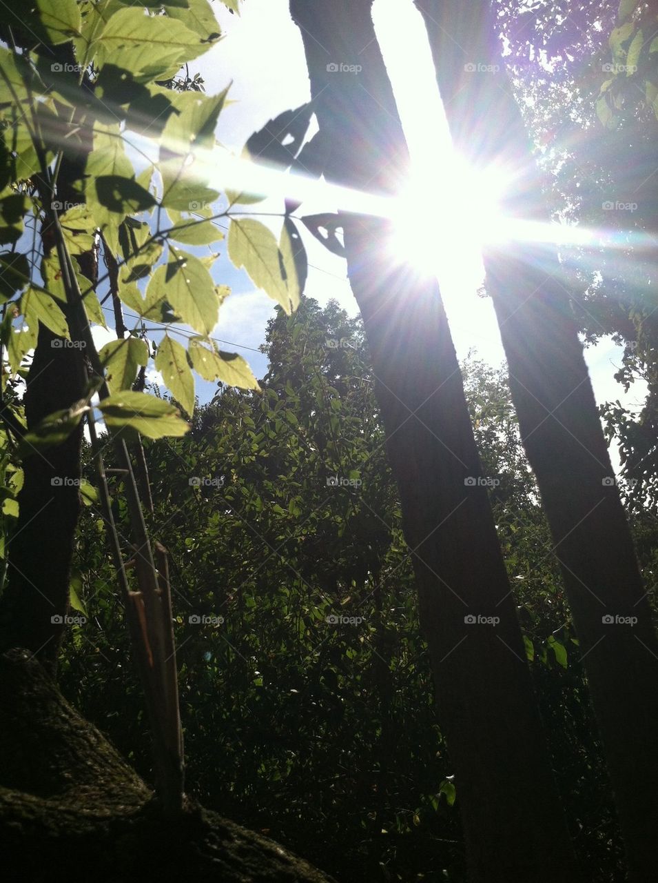 Sun through the trees 