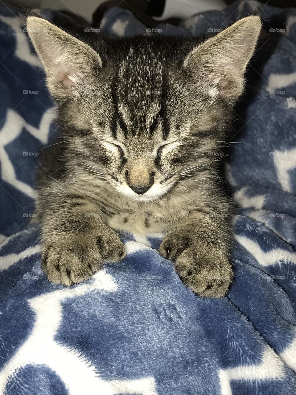 Polydactyl Toe Kitten
