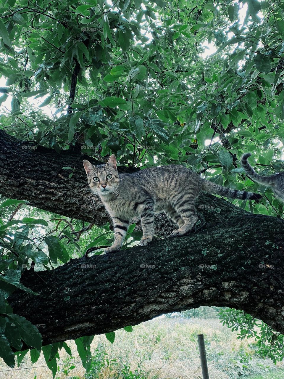 Cat in a tree