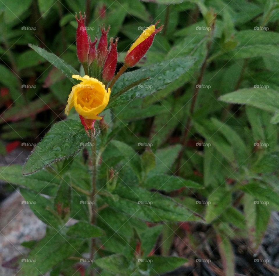 Spring first showing in Garden