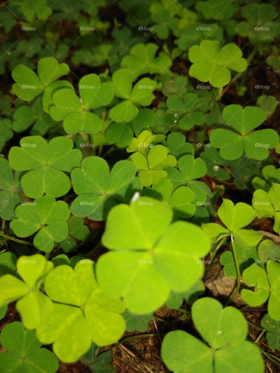 a beautiful heart shape leafs