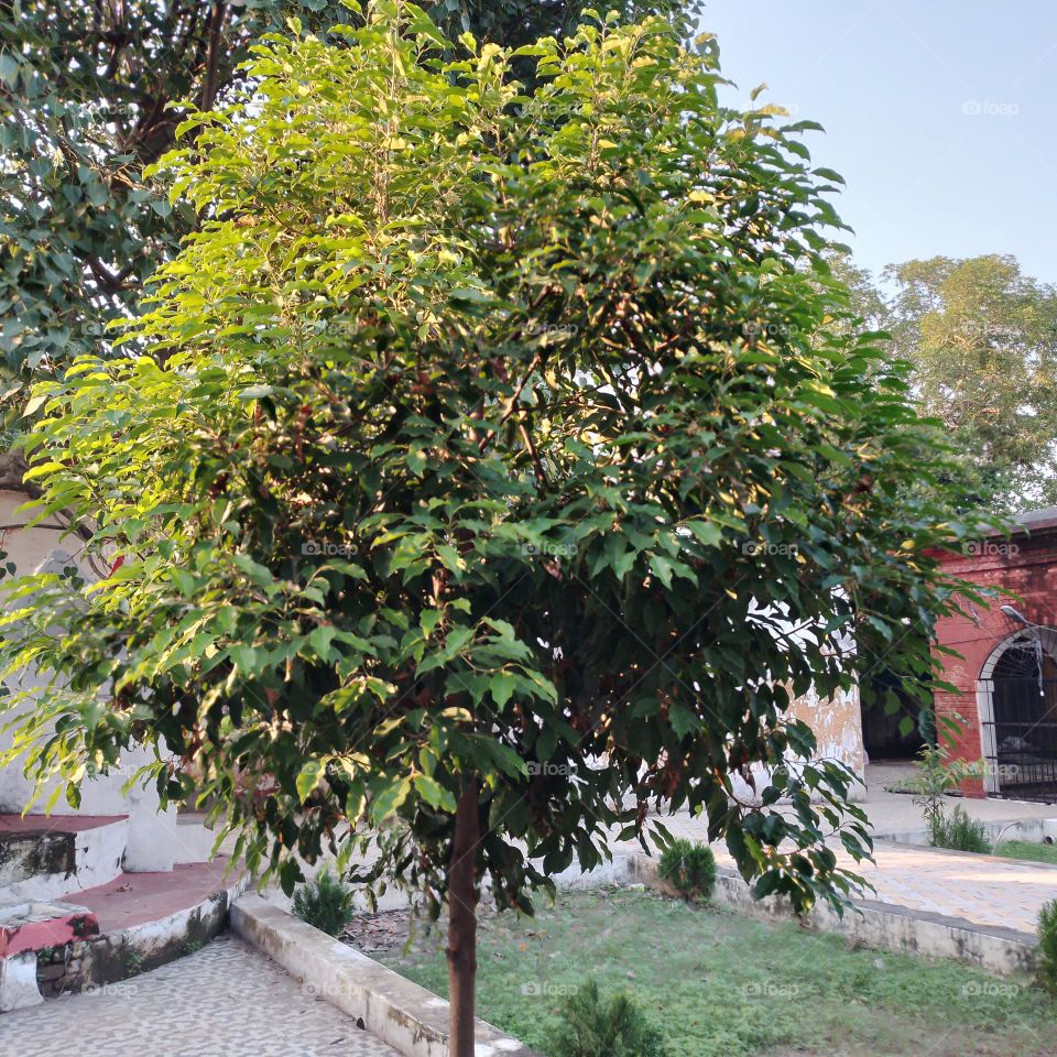 tree in garden