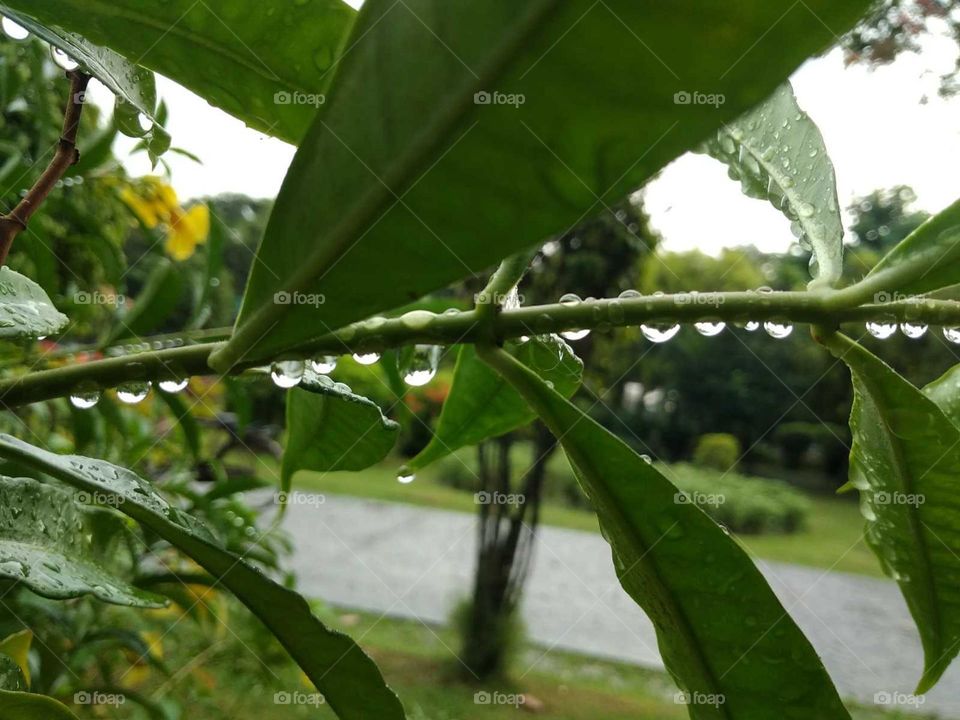 green leaves in water drops
