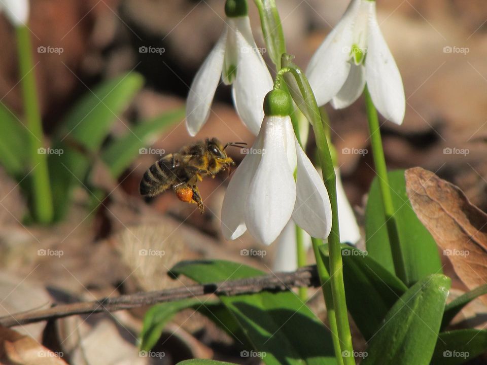 The bee flies to the snowdrop