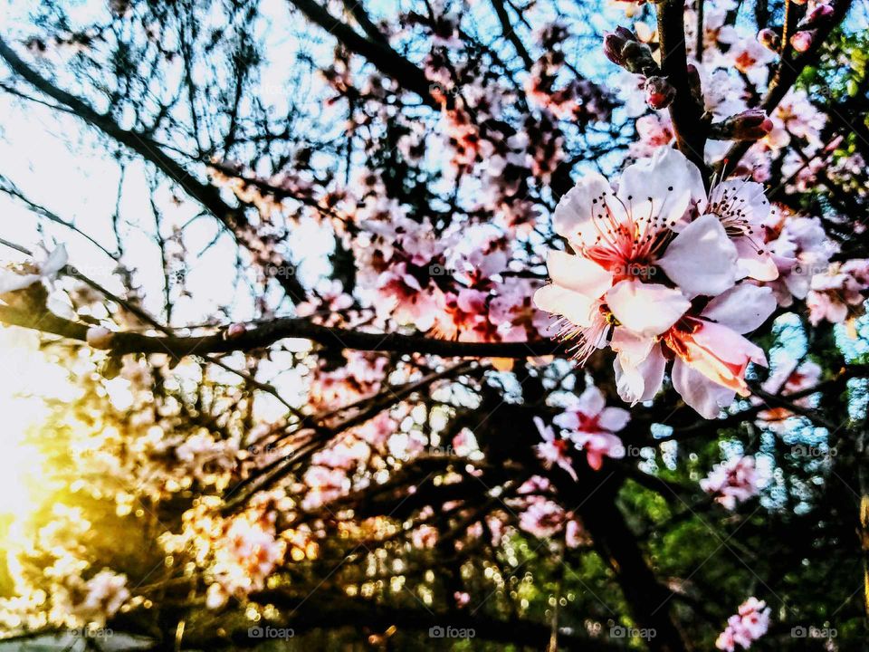 Pretty in Pink