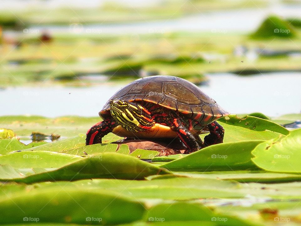Painted Turtle who sees who