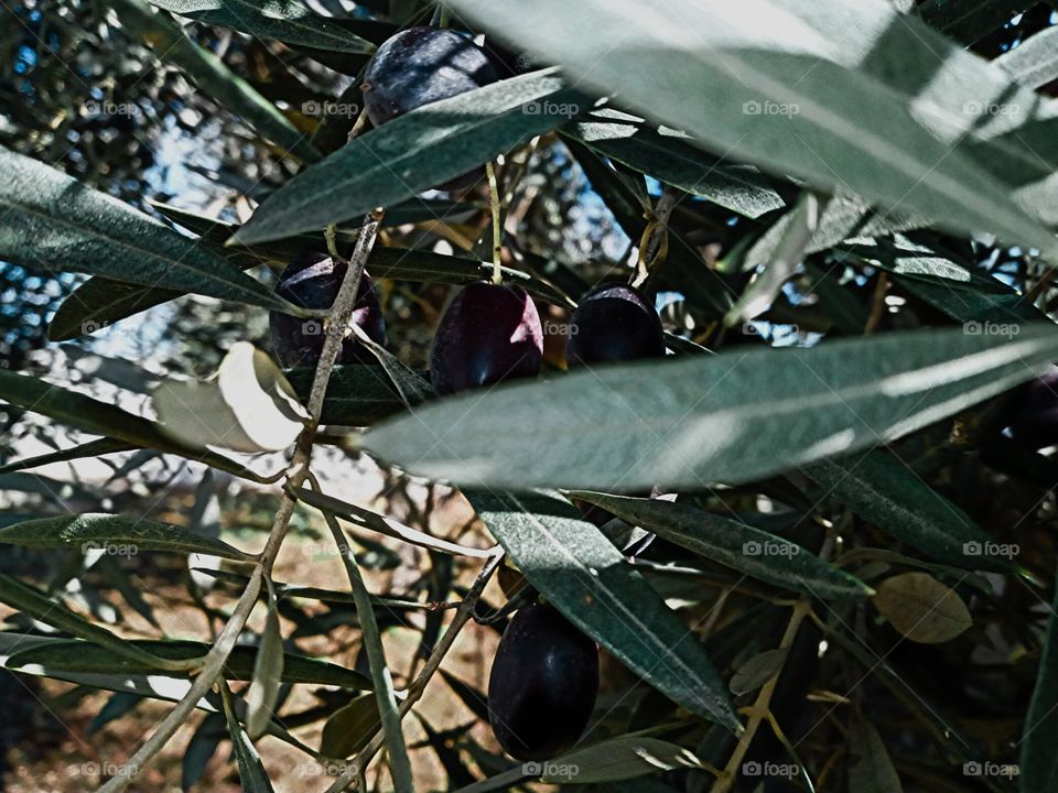 time to picke olives