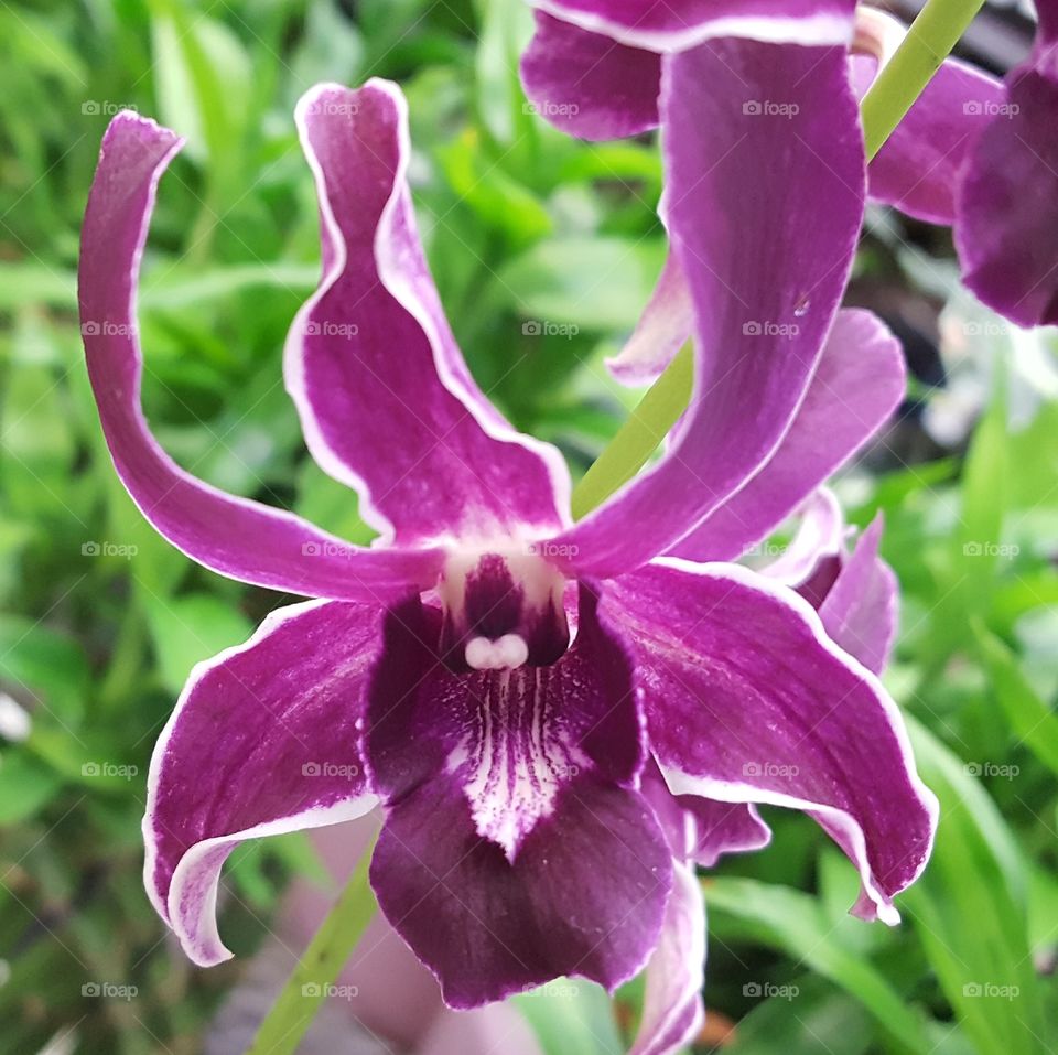 orchid