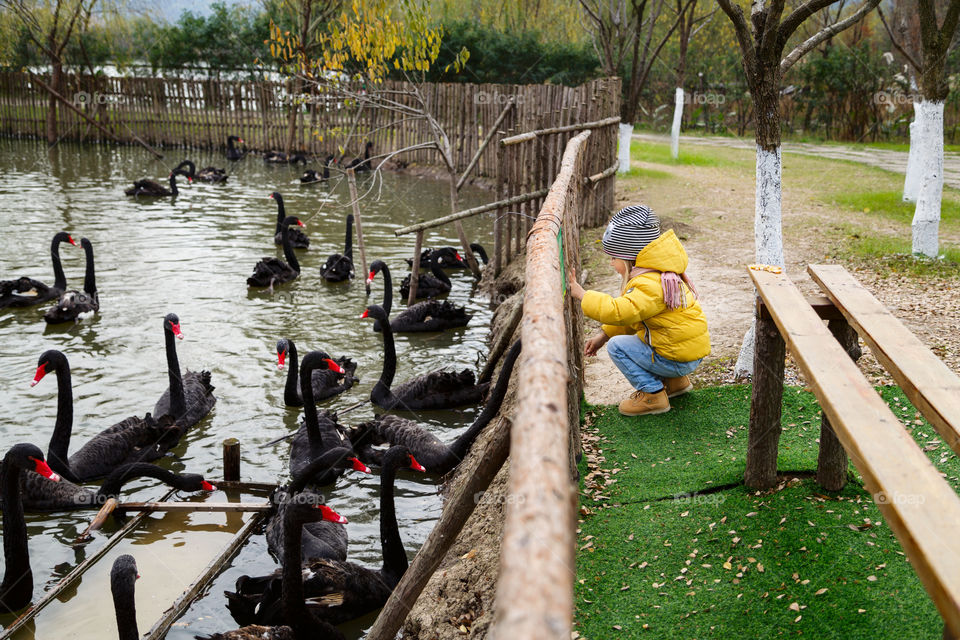 Little girl and black swans 