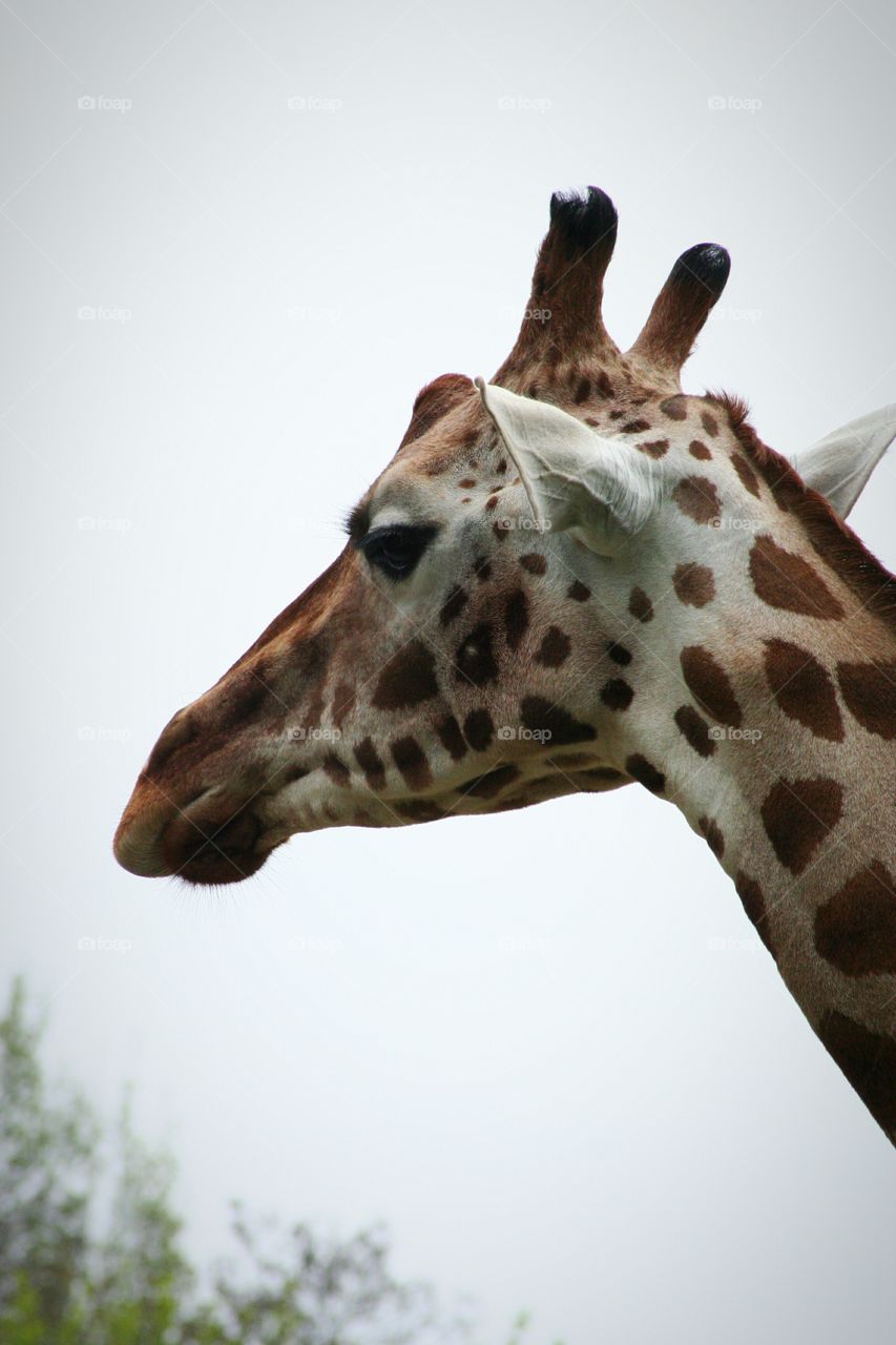 Close-up of the left side from an giraffe.