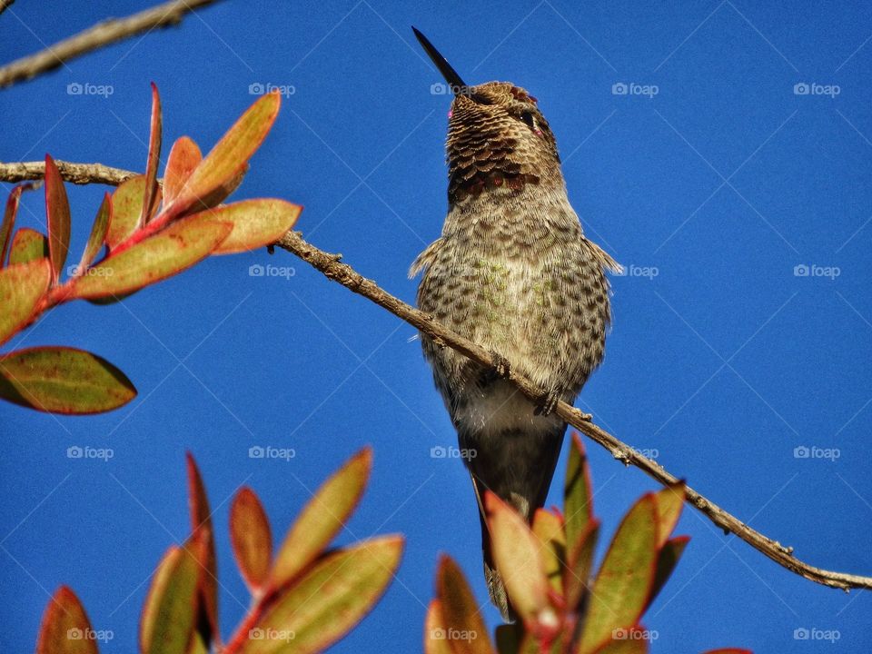 Hummingbird At Rest