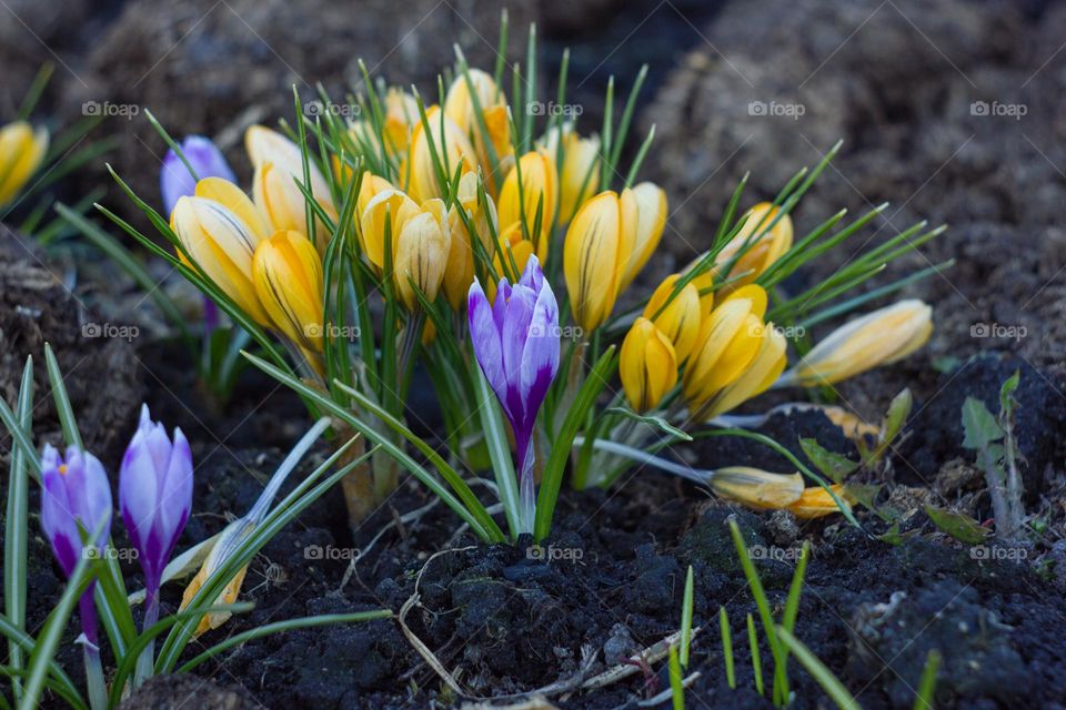 tulips