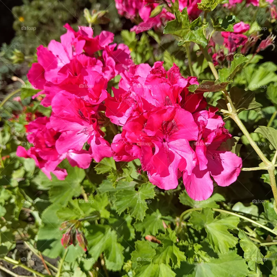 Beautiful flowers