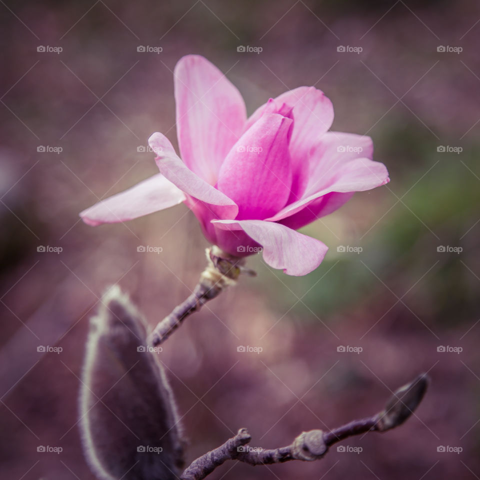 Spring flowers in London