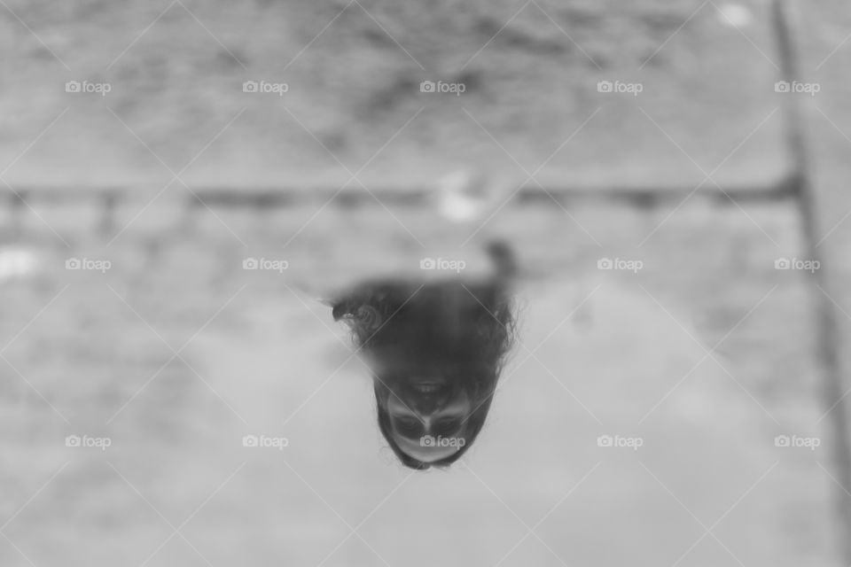 a simple reflection in a puddle on cobblestone walkway