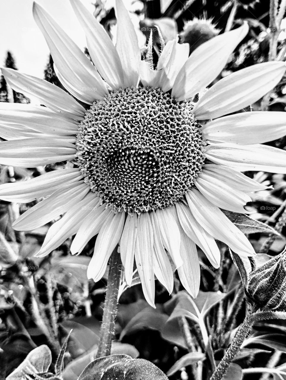 B&W Sunflower