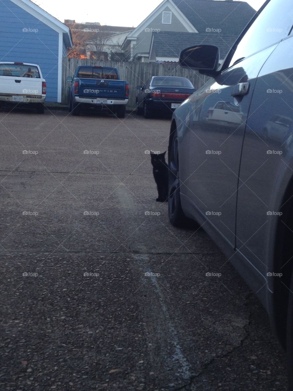 Black cat creeping in the parking lot.