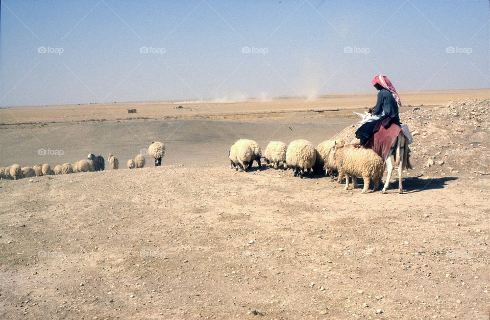 Syrian Shepherd
