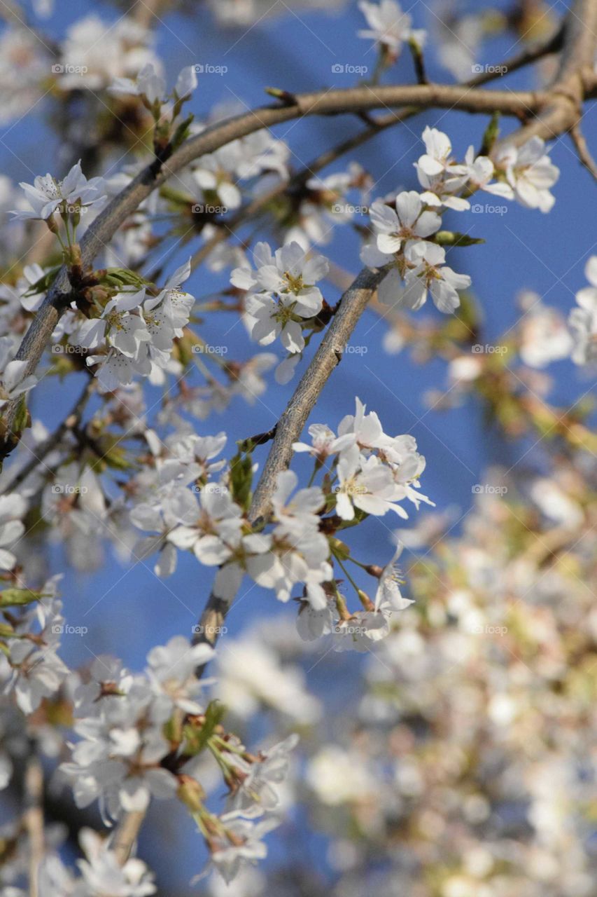 Low angle view of cherry blossoms