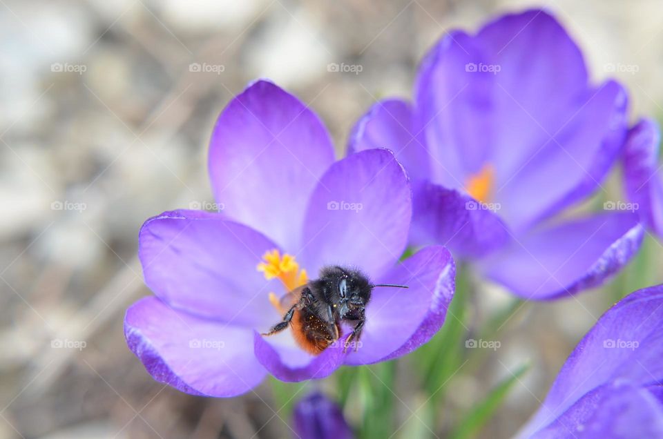Bees-Nature in Motion
