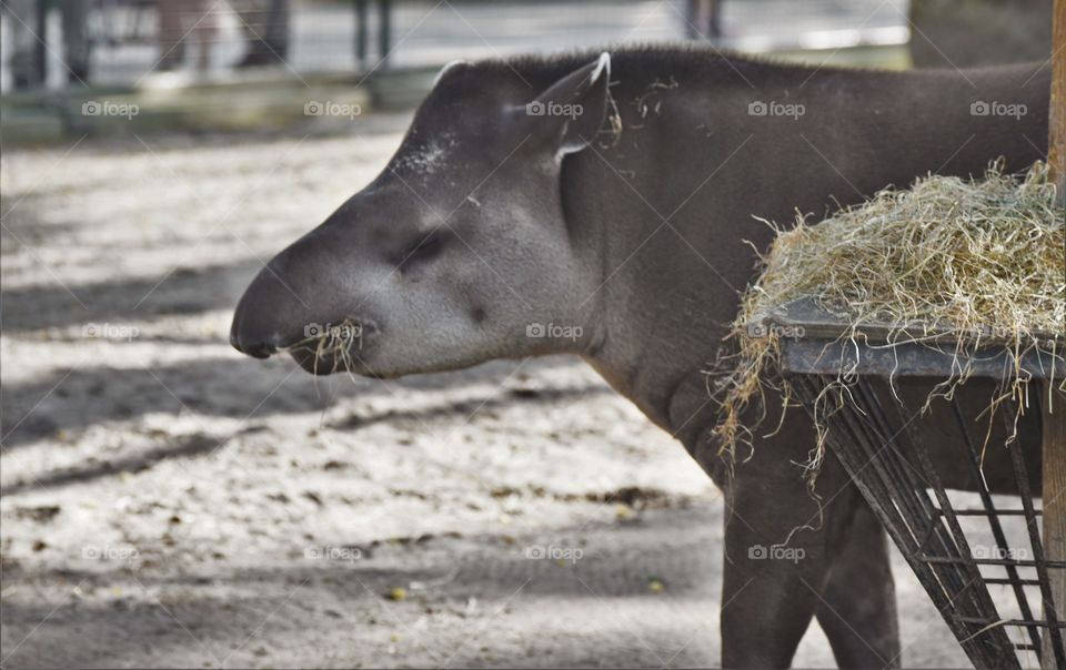 Anta/ Tapir