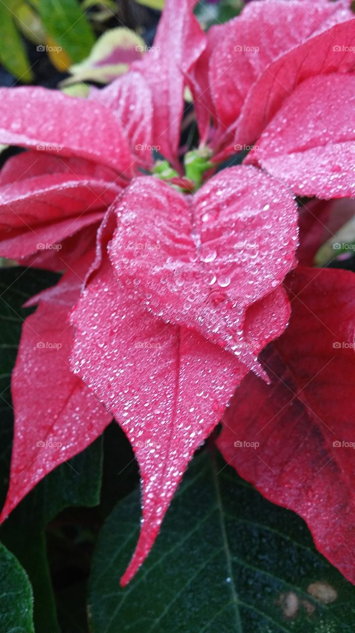 Wet Poinsettia Petals