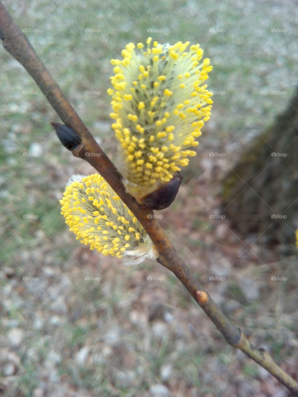 Nature, Tree, Leaf, No Person, Flora