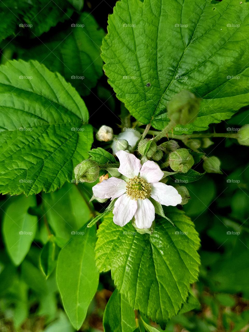 BlackBerry flower