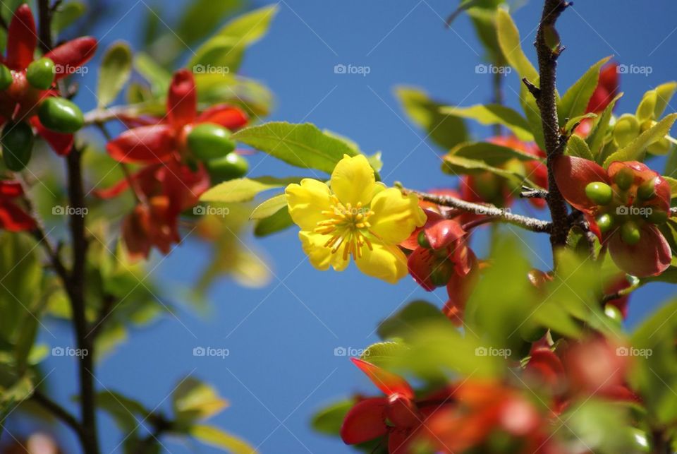 Yellow flowers on tree